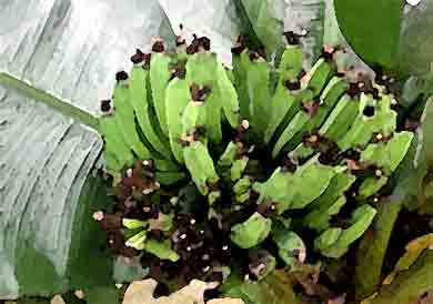 La filière banane martiniquaise