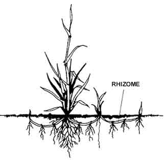 rhizome