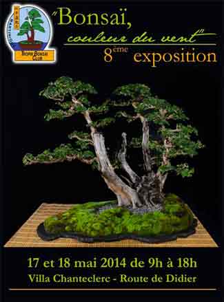 bonsai_8eme