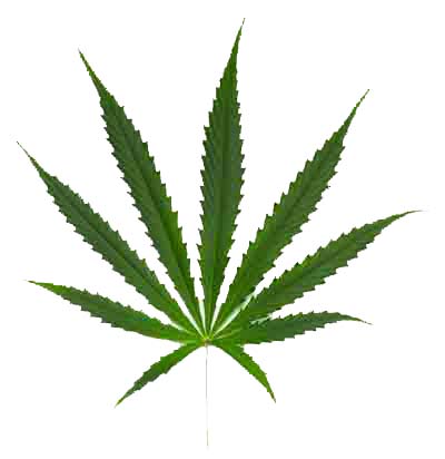 cannabis-400c